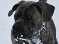 cane corso black brindle